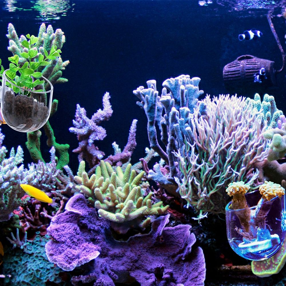 Aquarium Plant Red - ถ้วยปลูกไม้น้ำขนาดเล็กสำหรับตกแต่งตู้ปลา พร้อมที่ยึดสุญญากาศสำหรับให้อาหารหนอนแดงในตู้ปลา