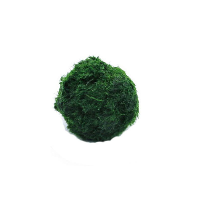 Aquarium Plant Live - มาริโม่ มอสบอล ต้นไม้ประดับตู้ปลา สาหร่าย ตกแต่งตู้ปลา ปลากุ้ง