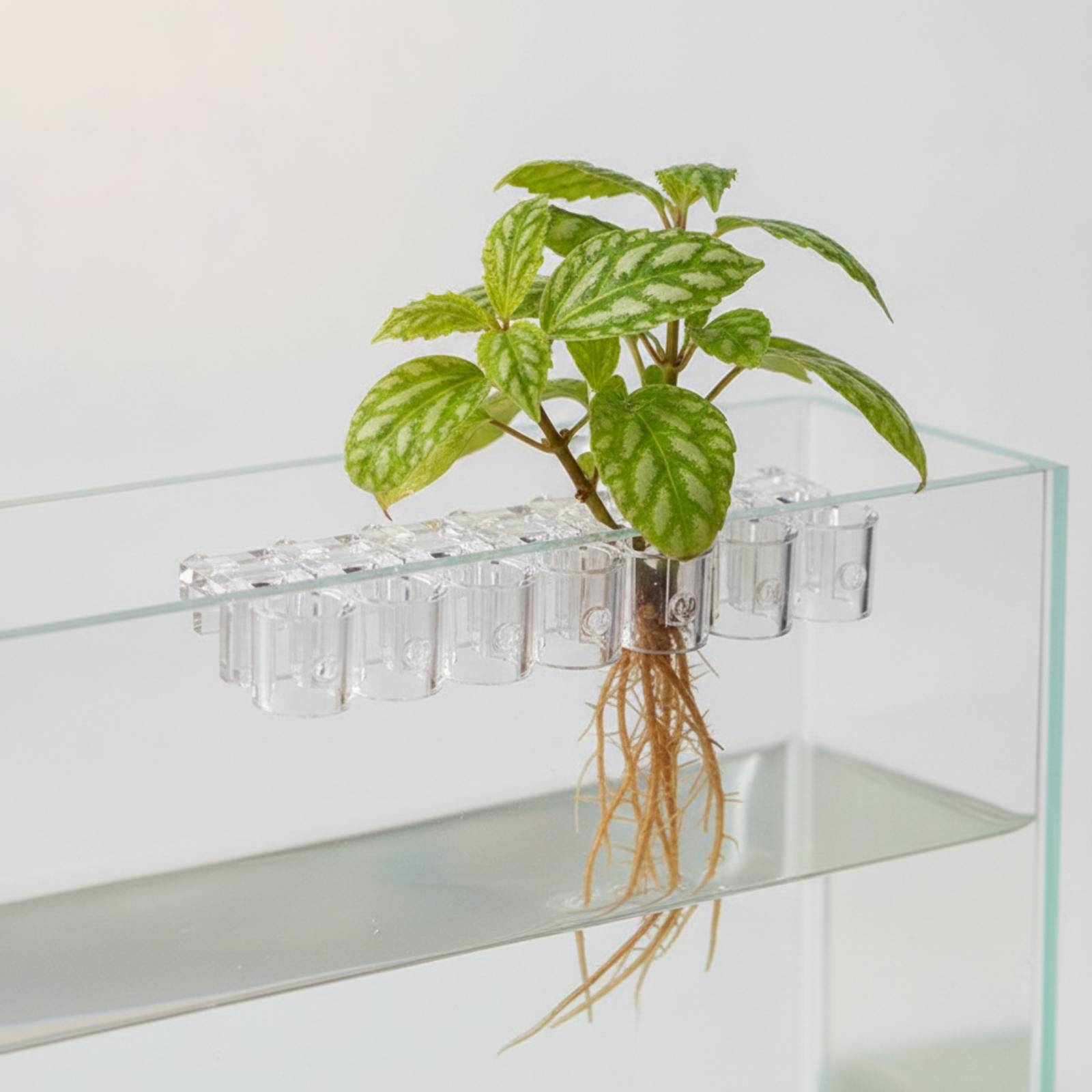 คลิปหนีบกระถางปลูกพืชน้ำแบบใส  - Aquarium Plants บทวิจารณ์และราคา