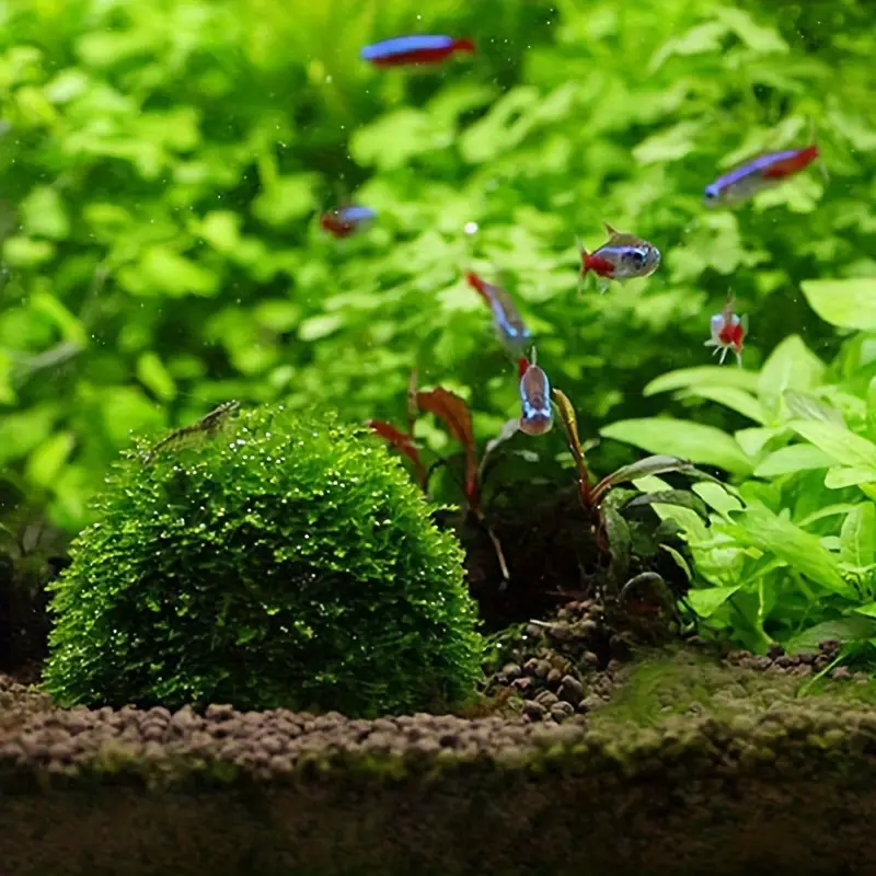 พิพิธภัณฑ์สัตว์น้ําพลาสติก MOS - Aquarium Plant Live บทวิจารณ์และราคา