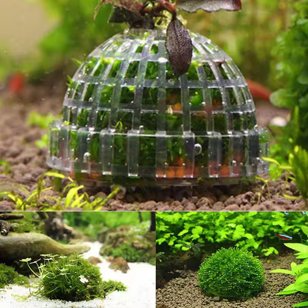 พิพิธภัณฑ์สัตว์น้ําพลาสติก MOS - Aquarium Plant Live บทวิจารณ์และราคา