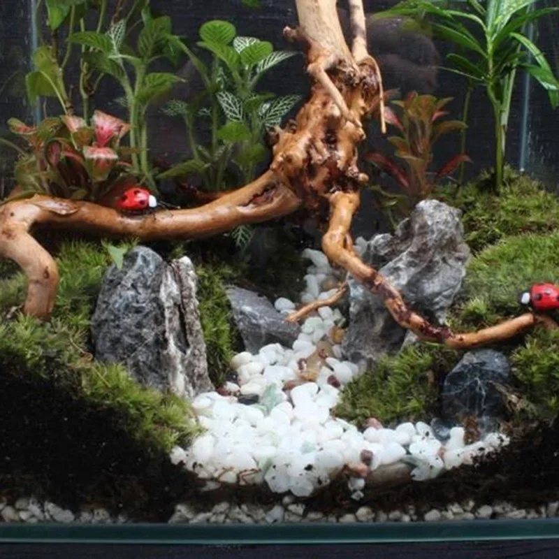 ต้นไม้ธรรมชาติลำต้นไม้ดริฟท์วู - Planted Aquarium Media บทวิจารณ์และราคา