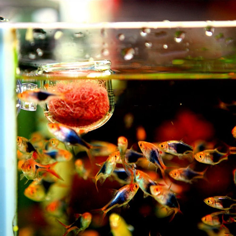 ถ้วยปลูกไม้น้ำขนาดเล็กสำหรับตก - Aquarium Plant Red บทวิจารณ์และราคา