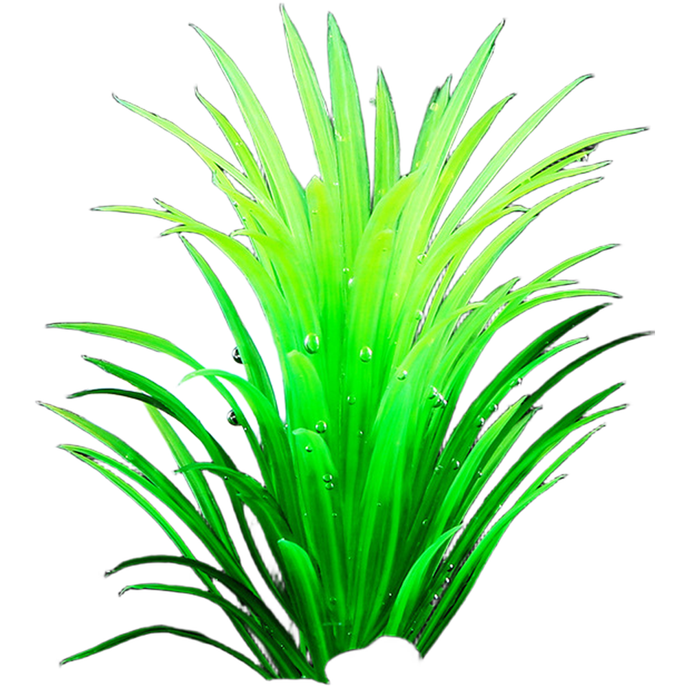 พืชประดับตู้ปลาสำหรับตกแต่งตู้ - Aquarium Plant Red บทวิจารณ์และราคา