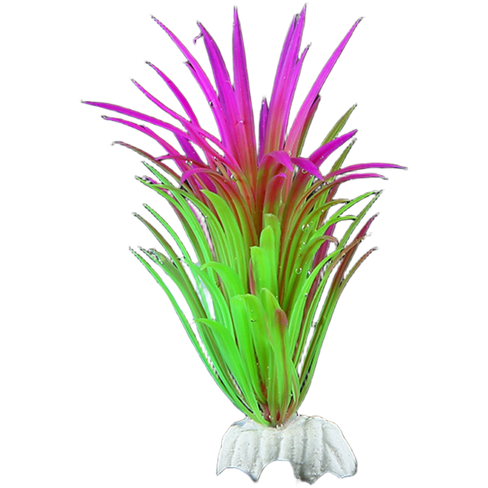 พืชประดับตู้ปลาสำหรับตกแต่งตู้ - Aquarium Plant Red บทวิจารณ์และราคา