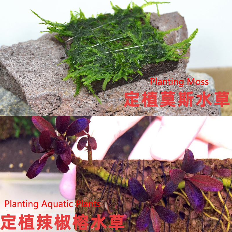 Volcanic Aquarium ตกแต่งถังปลา - Aquarium Plant Live บทวิจารณ์และราคา