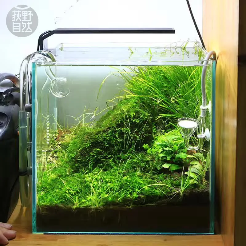 Chihiros C Series ADA สไตล์พืช - Aquarium Plant Diseases บทวิจารณ์และราคา