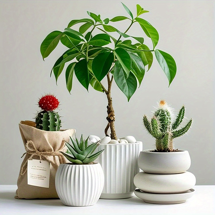 หินกรวดขัดเงาสีขาวธรรมชาติ ขนา - Aquarium Plants บทวิจารณ์และราคา
