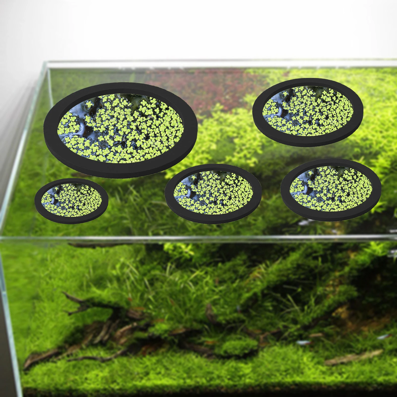 5 ชิ้น EVA ปลา Feeding แหวน Aq - Aquarium Plants บทวิจารณ์และราคา