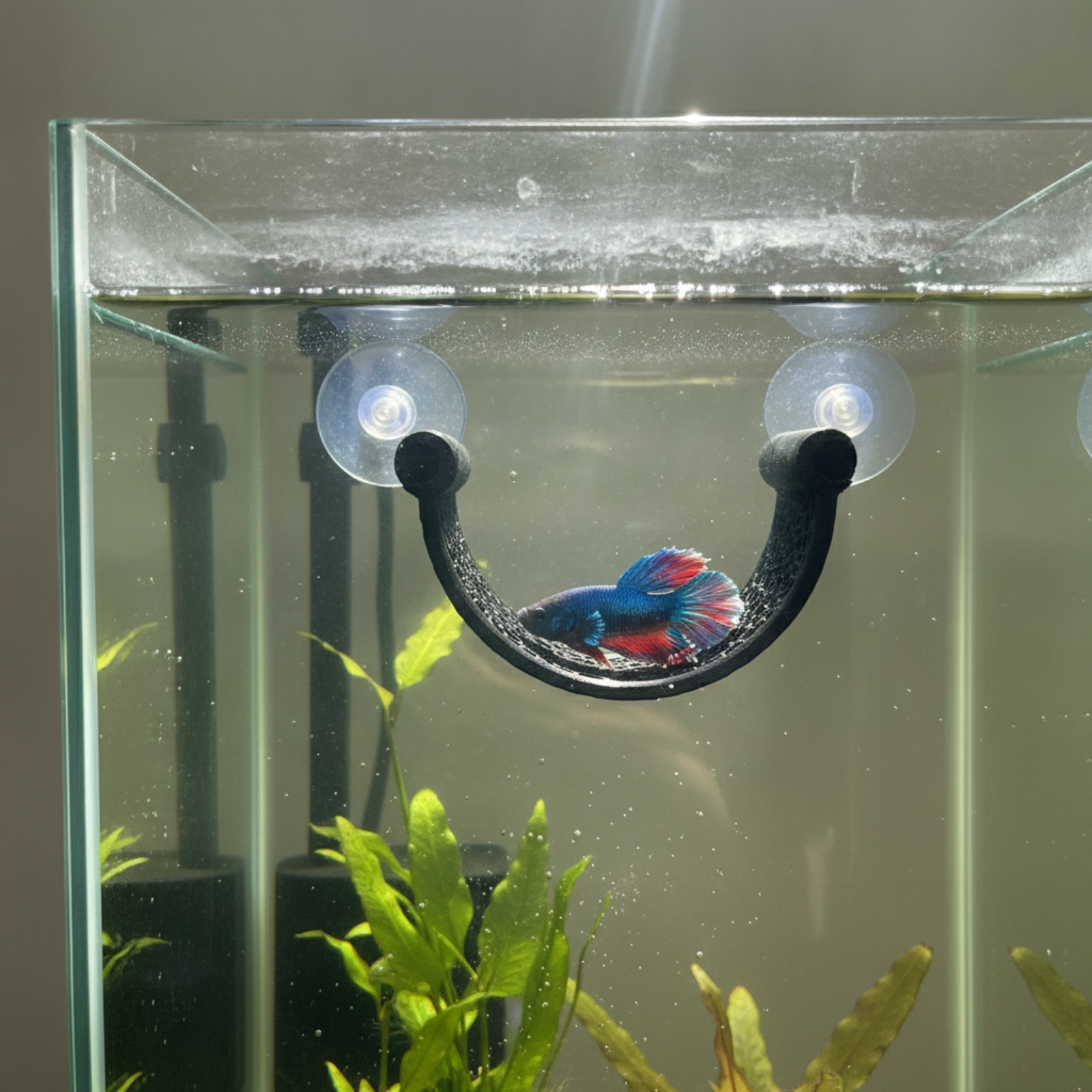ที่พักผ่อนสำหรับปลาเบต้า ประหย - Aquarium Plants บทวิจารณ์และราคา