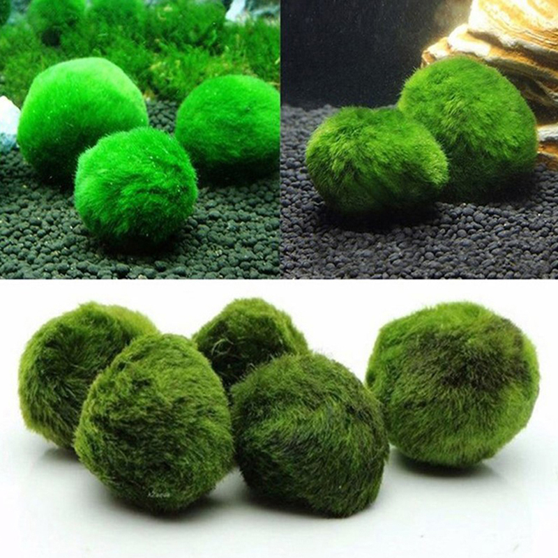 มาริโม่ มอสบอล ต้นไม้ประดับตู้ - Aquarium Plant Live บทวิจารณ์และราคา