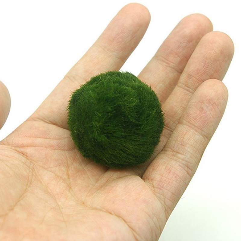 มาริโม่ มอสบอล ต้นไม้ประดับตู้ - Aquarium Plant Live บทวิจารณ์และราคา