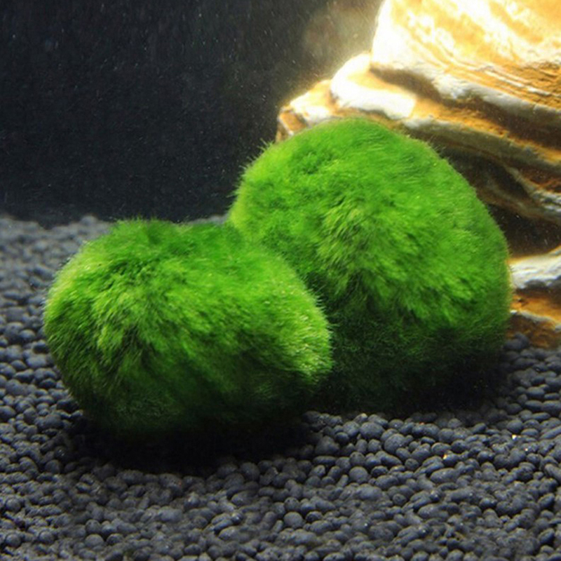 มาริโม่ มอสบอล ต้นไม้ประดับตู้ - Aquarium Plant Live บทวิจารณ์และราคา