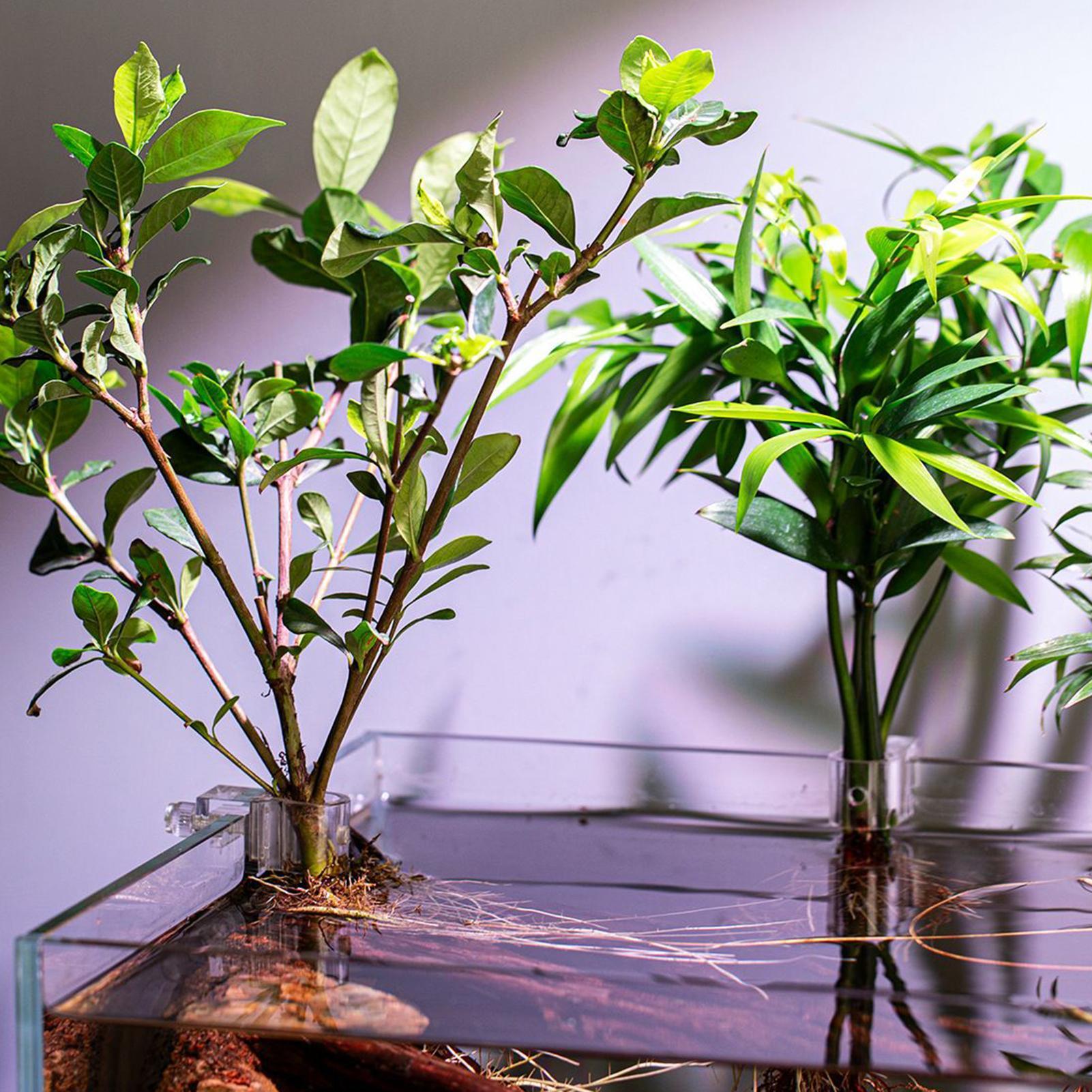 ที่แขวนต้นไม้ในตู้ปลาแบบใส 6 ช - Aquarium Plant Diseases บทวิจารณ์และราคา