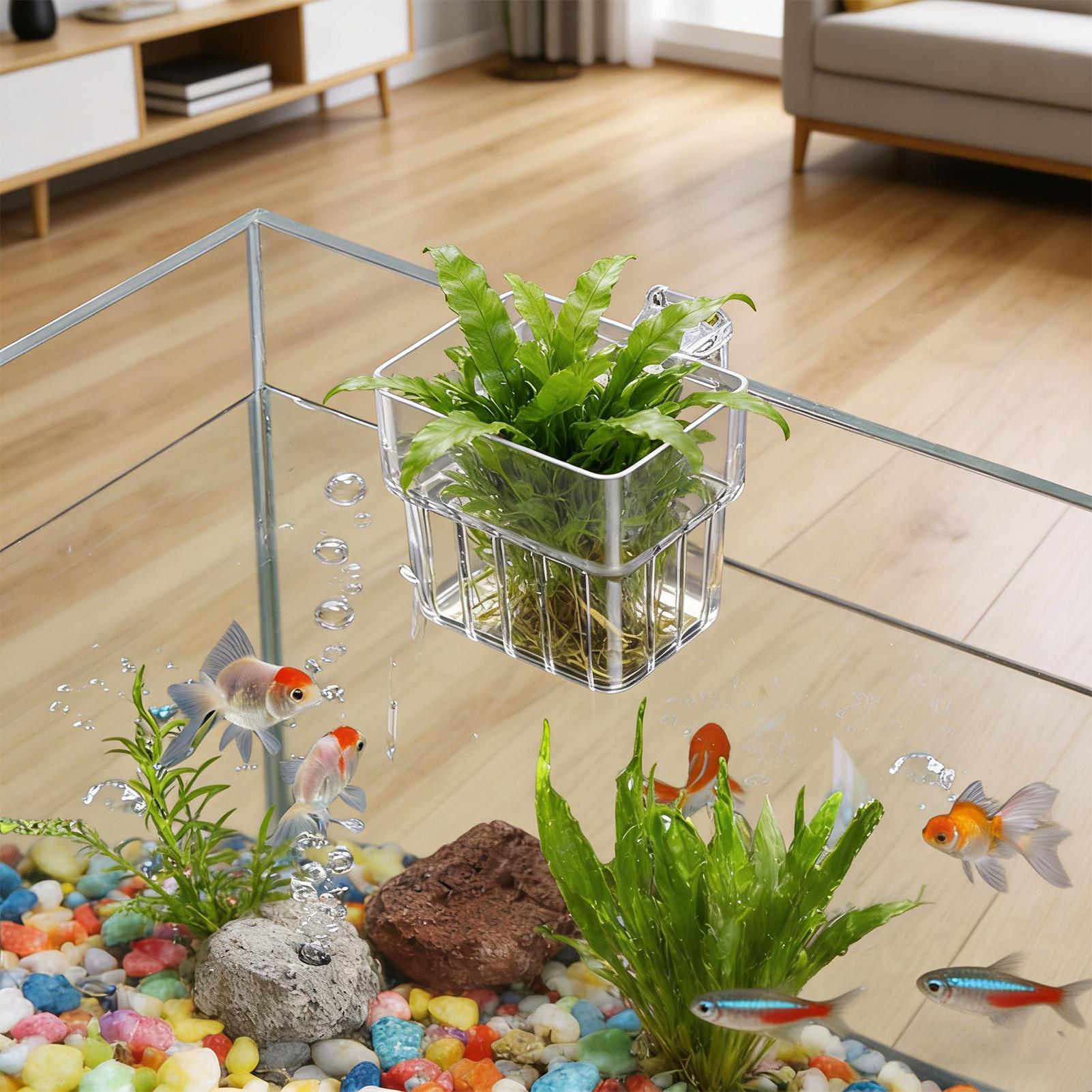กระถางแขวนใสสำหรับตู้ปลา ที่แข - Aquarium Plant Live บทวิจารณ์และราคา