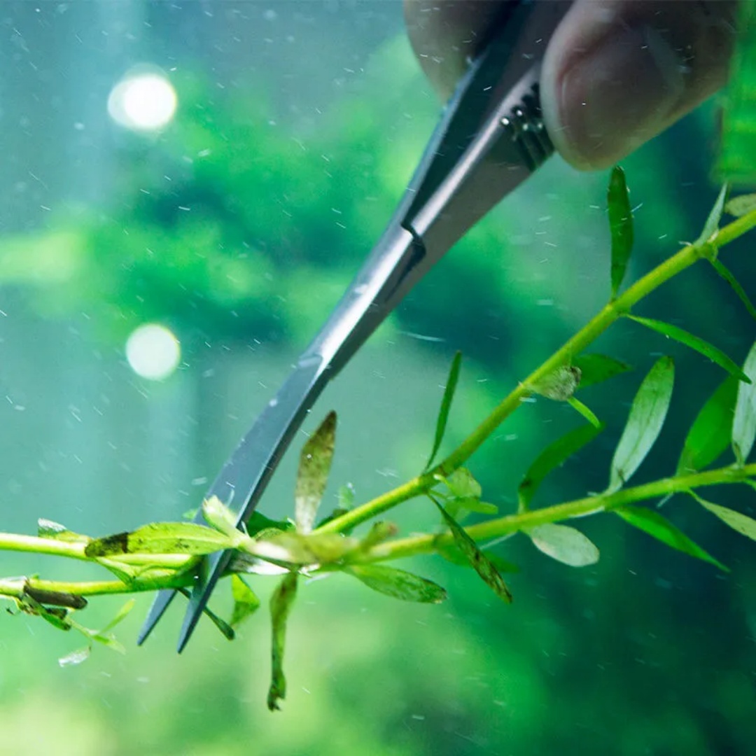 โค้งตรงฤดูใบไม้ผลิกรรไกร Aquar - Planted Aquarium Tool Kit บทวิจารณ์และราคา