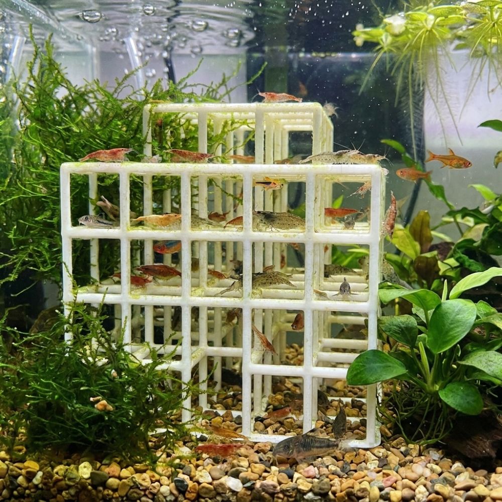 ที่หลบซ่อนสำหรับปลาและกุ้งแบบพ - Aquarium Plant Live บทวิจารณ์และราคา
